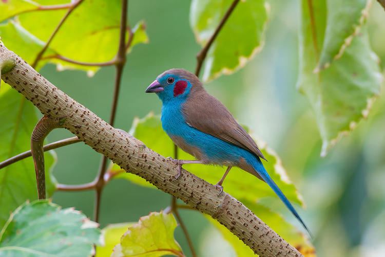 Red-cheeked cordon-bleu Redcheeked cordonbleu