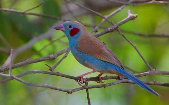 Red-cheeked cordon-bleu Redcheeked Cordonbleu BirdForum Opus