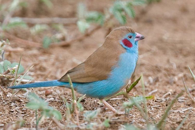 Red-cheeked cordon-bleu Redcheeked Cordonbleu Uraeginthus bengalus Africa estrildid