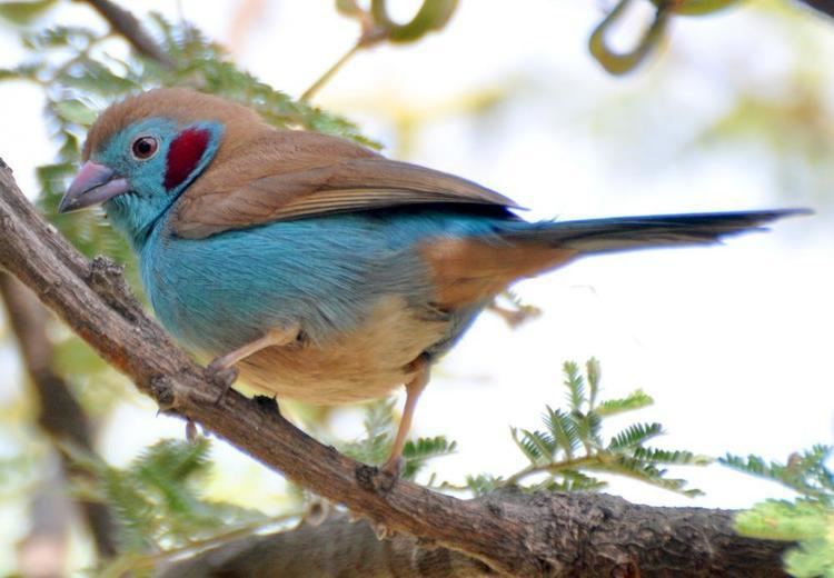 Red-cheeked cordon-bleu Redcheeked Cordonbleu Uraeginthus bengalus videos photos and