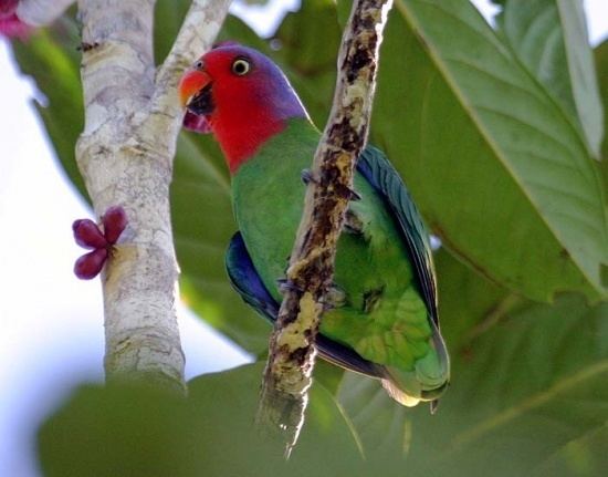 Red-cheeked parrot Redcheeked Parrot BirdForum Opus