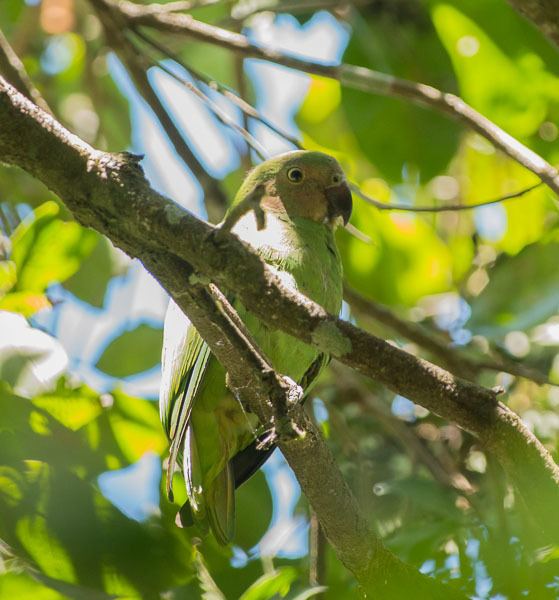 Red-cheeked parrot Oriental Bird Club Image Database Redcheeked Parrot Geoffroyus