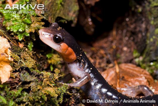 Red-cheeked salamander Redcheeked salamander photo Plethodon jordani G98368 ARKive
