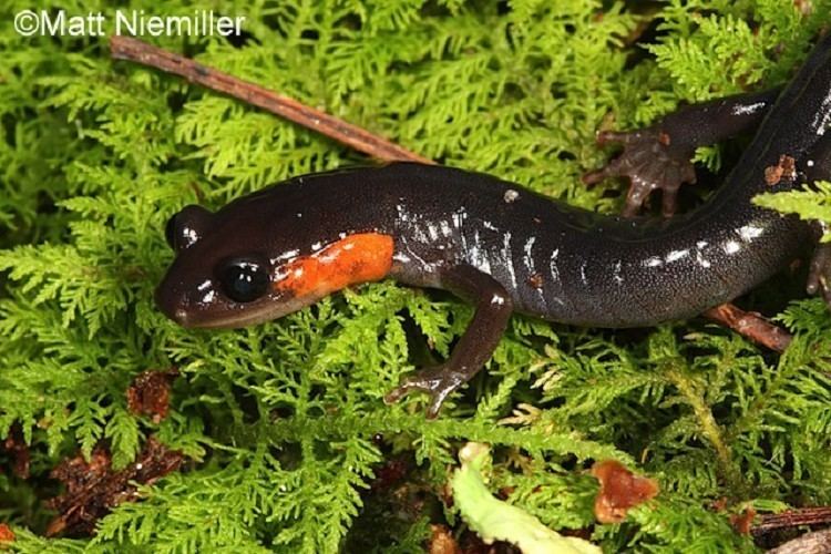 Red-cheeked salamander Tennessee Watchable Wildlife Redcheeked Salamander