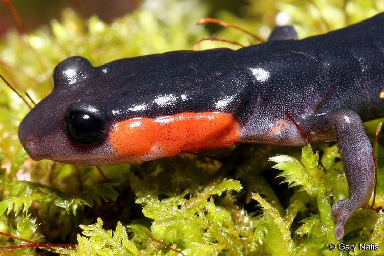 Red-cheeked salamander Redcheeked Salamander Plethodon jordani