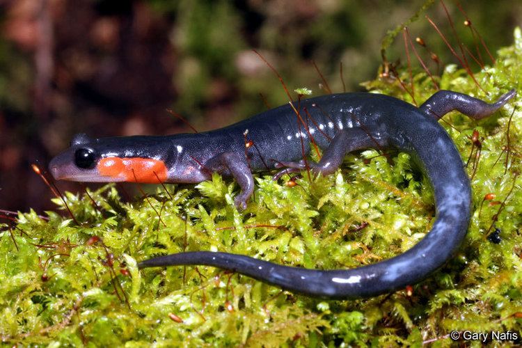 Red-cheeked salamander wwwcaliforniaherpscomnoncalmiscmiscsalamander