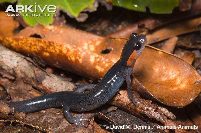 Red-cheeked salamander Redcheeked salamander videos photos and facts Plethodon jordani