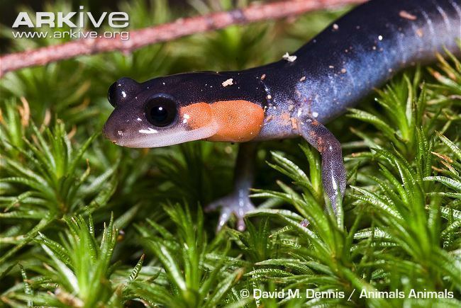 Red-cheeked salamander Redcheeked salamander videos photos and facts Plethodon jordani