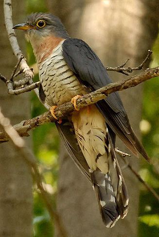 Red-chested cuckoo solitarius Redchested cuckoo