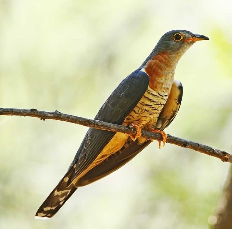 Red-chested cuckoo Redchested Cuckoo Cuculus solitarius Pietmyvrou