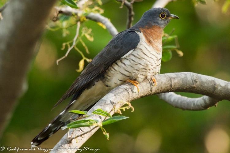 Red-chested cuckoo Redchested Cuckoo birding101coza