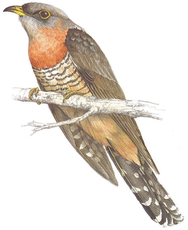 Red-chested cuckoo chested Cuckoo