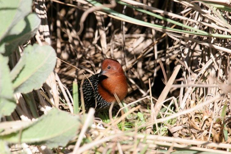 Red-chested flufftail Redchested Flufftail