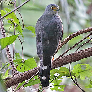 Red-chested goshawk Birdfinders Birdwatching Holidays The Gambia