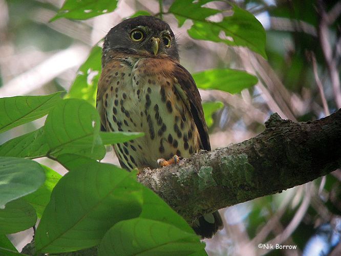 Red-chested owlet Surfbirds Online Photo Gallery Search Results