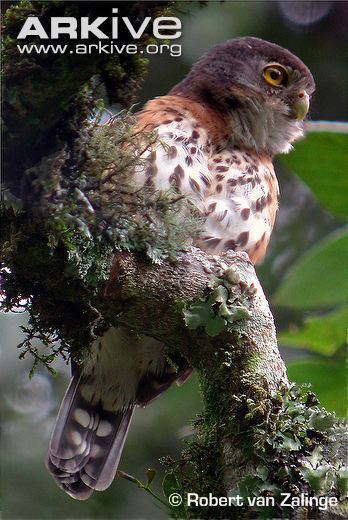 Red-chested owlet Redchested owlet videos photos and facts Glaucidium tephronotum