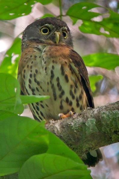 Red-chested owlet Birding Trip Report on GABON SO TOM amp PRNCIPE 2013