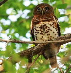 Red-chested owlet Selous Birds