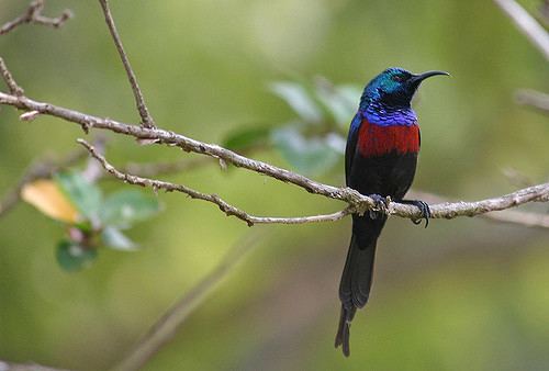 Red-chested sunbird Redchested Sunbird in Uganda There is almost no more beau Flickr
