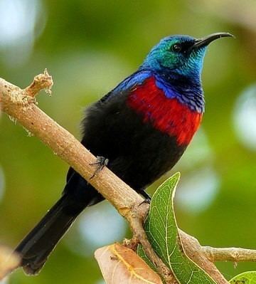 Red-chested sunbird Redchested Sunbird