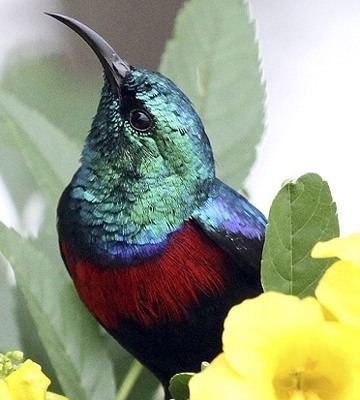 Red-chested sunbird Redchested Sunbird
