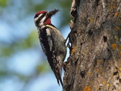Red-cockaded woodpecker Redcockaded Woodpecker Identification All About Birds Cornell