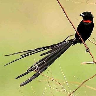 Red-collared widowbird ardens Redcollared widowbird Redcollared widow