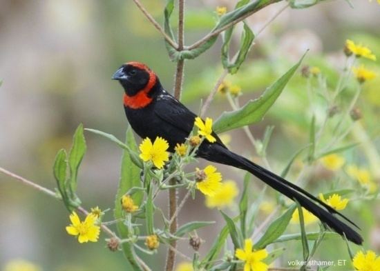 Red-collared widowbird Redcollared Widowbird BirdForum Opus
