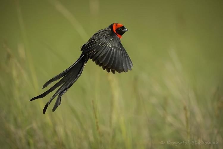 Red-collared widowbird Redcollared Widowbird Euplectes ardens videos photos and sound