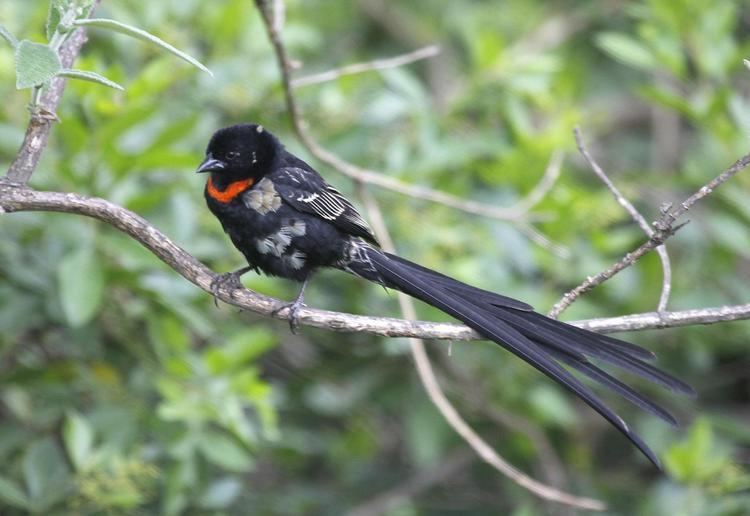 Red-collared widowbird Redcollared Widowbird Euplectes ardens An adult perched on a bush