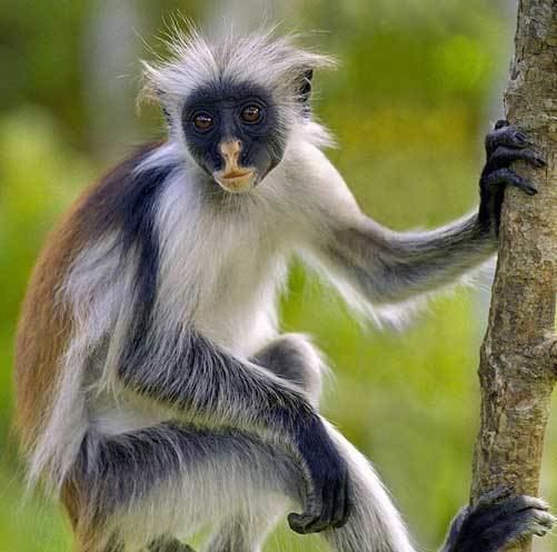 Red colobus Incredibly Unique Animals Red Colobus Monkey ARC