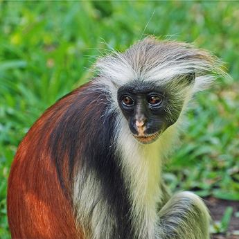 Red colobus Red Colobus Monkey New England Primate Conservancy