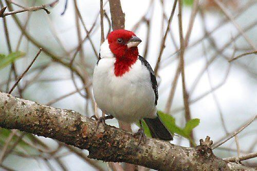 Red-cowled cardinal Mangoverde World Bird Guide Photo Page Redcowled Cardinal Paroaria