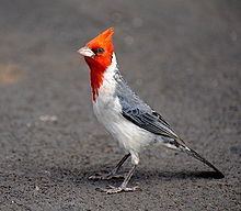Red-crested cardinal httpsuploadwikimediaorgwikipediacommonsthu