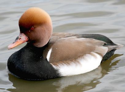 Red-crested pochard Redcrested Pochard Duck Wildfowl Photography