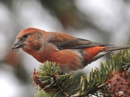 Red crossbill Red Crossbill Identification All About Birds Cornell Lab of