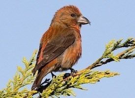 Red crossbill Red Crossbill Identification All About Birds Cornell Lab of