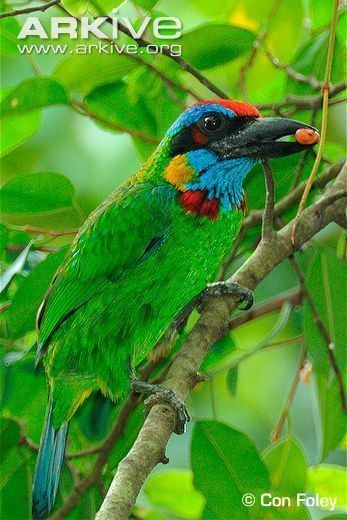 Red-crowned barbet Redcrowned barbet videos photos and facts Megalaima rafflesii