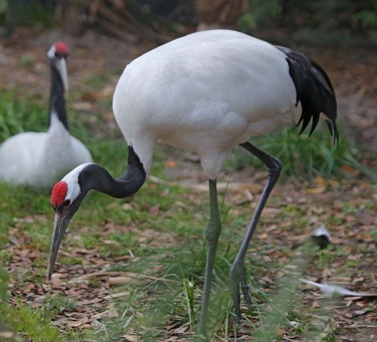 Red-crowned crane Pictures and information on Redcrowned Crane