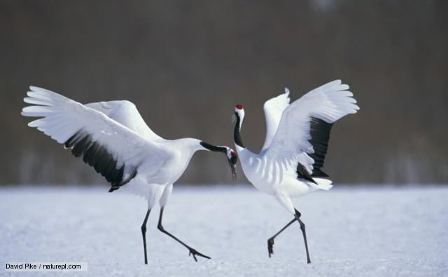 Red-crowned crane BBC Nature Redcrowned crane videos news and facts