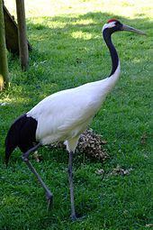 Red-crowned crane Redcrowned crane Wikipedia