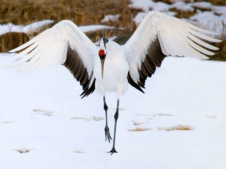 Red-crowned crane Red Crowned Crane Sleeve tattoo inspiration I want it to be