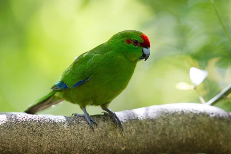 Red-crowned parakeet Redcrowned parakeet New Zealand Birds Online