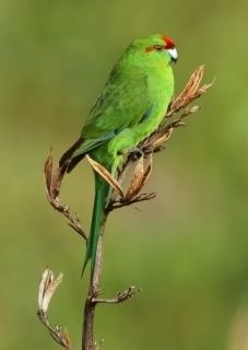 Red-crowned parakeet httpswwwparrotsorgimagesencyclopedia1199i