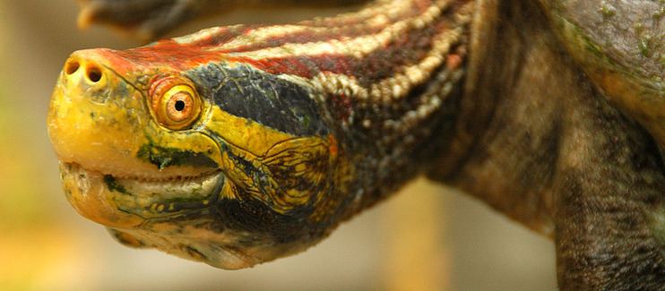 Red Crowned Roofed Turtle Alchetron The Free Social Encyclopedia 