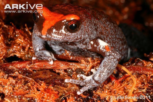 Red-crowned toadlet Redcrowned toadlet videos photos and facts Pseudophryne