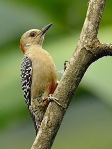 Red-crowned woodpecker httpsuploadwikimediaorgwikipediacommonsthu