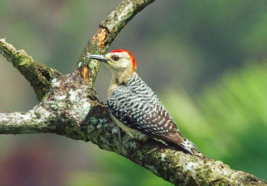 Red-crowned woodpecker Red Crowned Woodpecker Birds of Panama large bird photo gallery