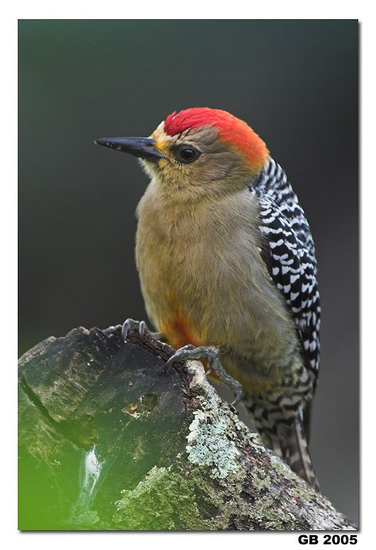 Red-crowned woodpecker CROWNED WOODPECKER