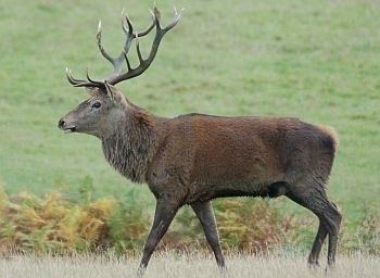Red deer Red Deer Facts History Useful Information and Amazing Pictures